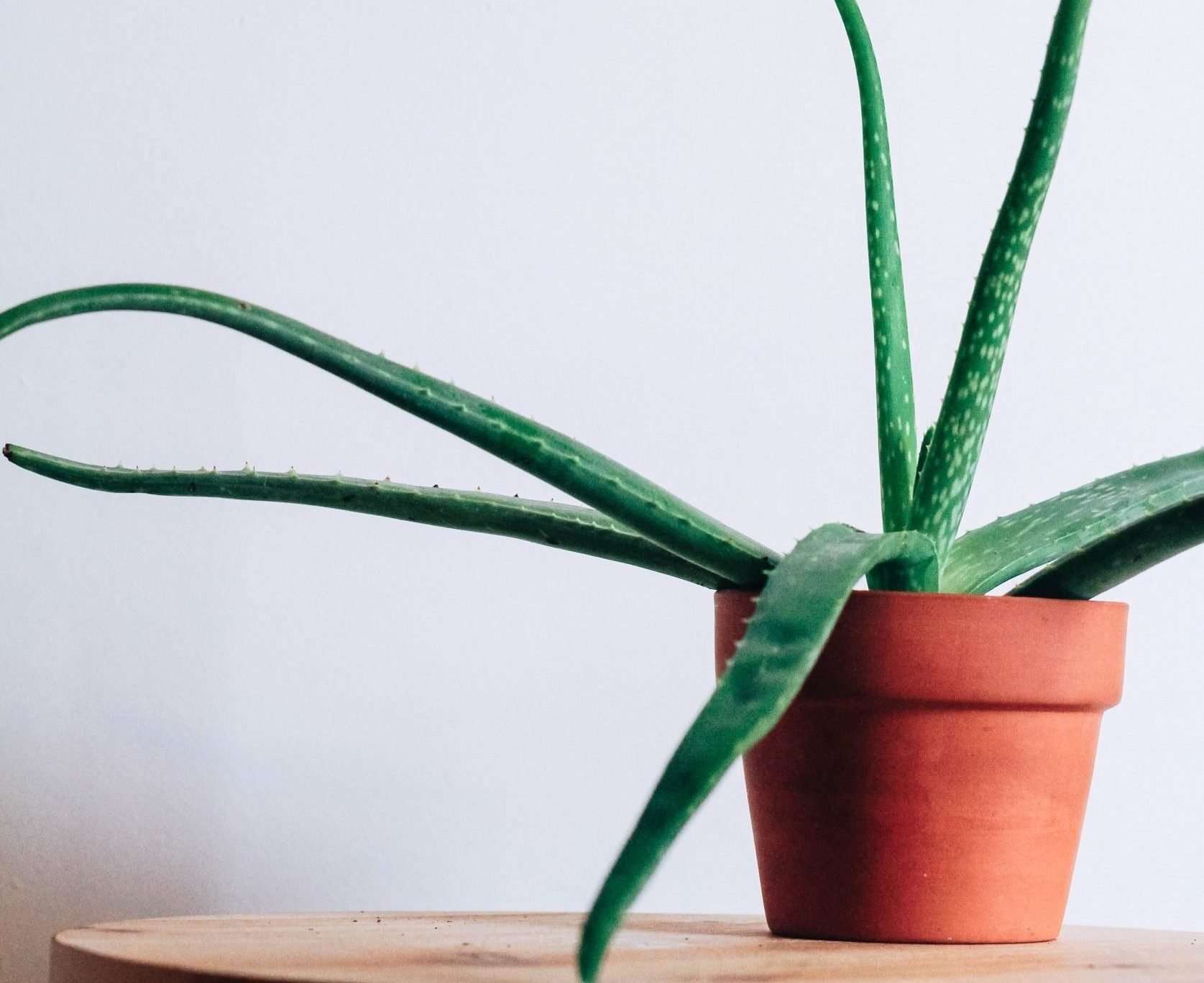 This Is Why Your Aloe Vera Squishy - Urban Sprout