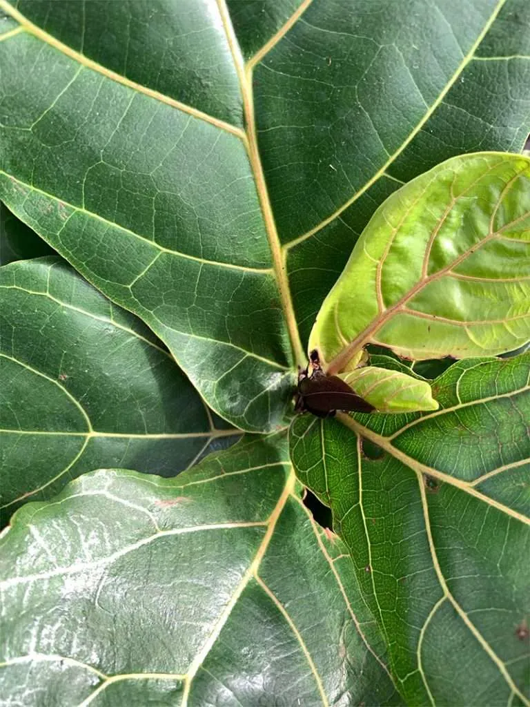 Fiddle Leaf Fig Leaves
