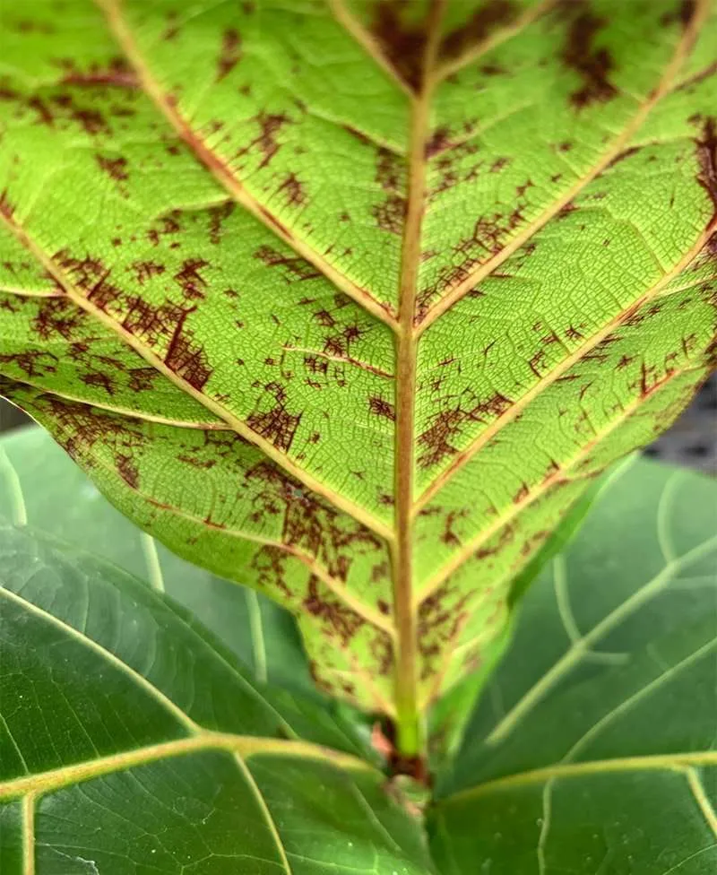 Fiddle Leaf Fig with Red Spots