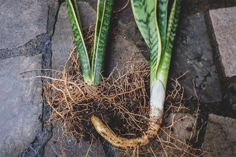 Snake Plant Rhizome