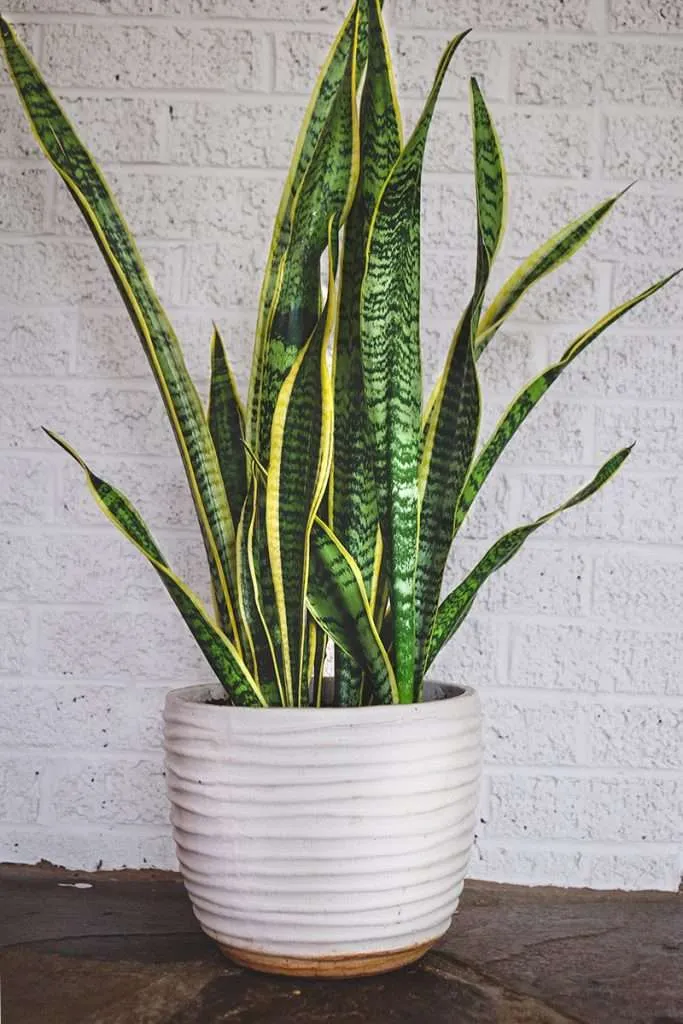 Snake Plant in Pot