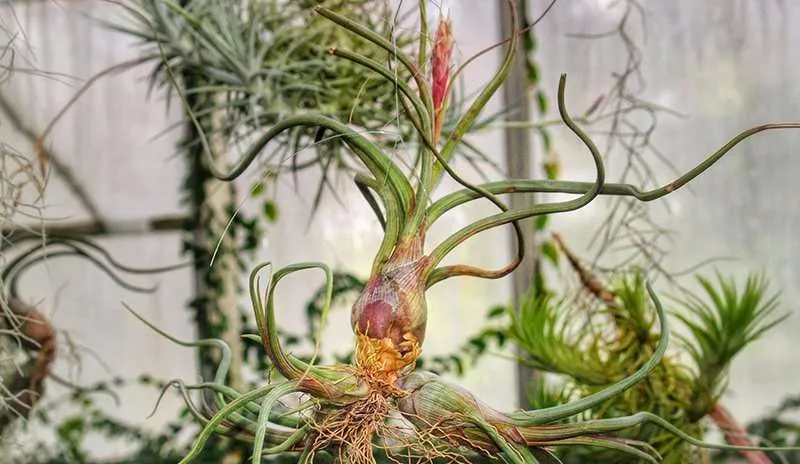 Flowering_Air_Plant