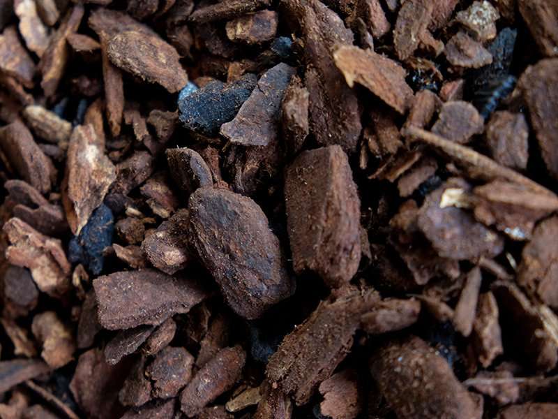Orchid Bark
