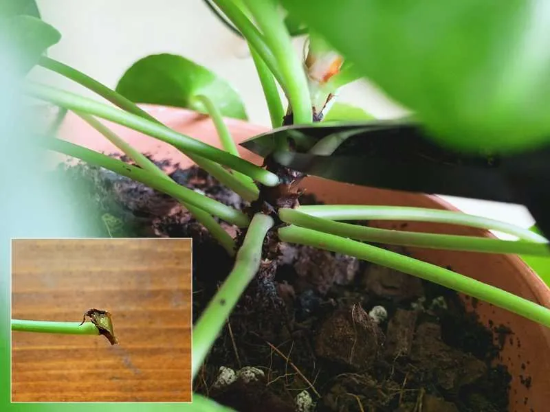 Pilea Peperomioides Leaf Cut