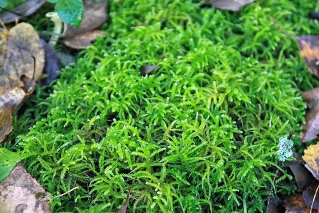 How to Store Your Leftover Sphagnum Moss