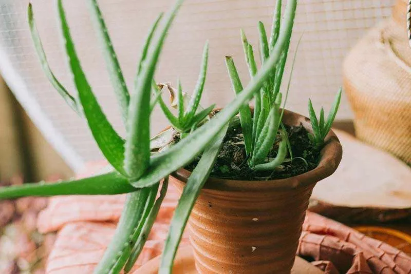 Aloe Pups