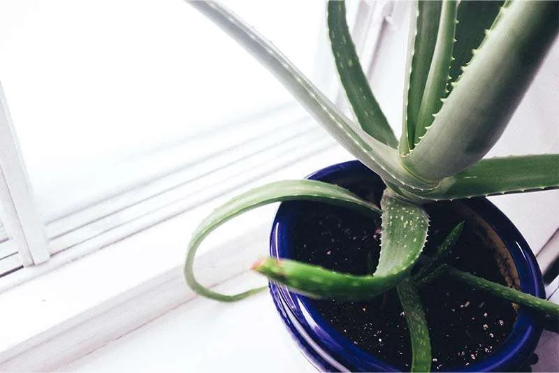 Aloe Pups In Pot