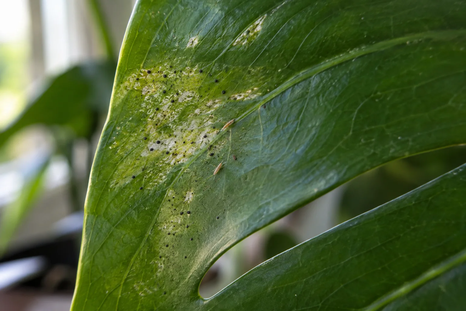 Silvery scarring, dark specks, and narrow insects on a Monstera leaf