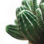 cactus in pot