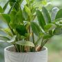 zz-plant