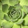 Succulent-house-plant