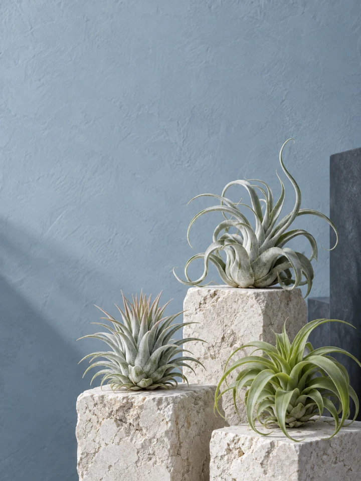 A sculptural group of silver-green Tillandsia air plants displayed on pale limestone without soil