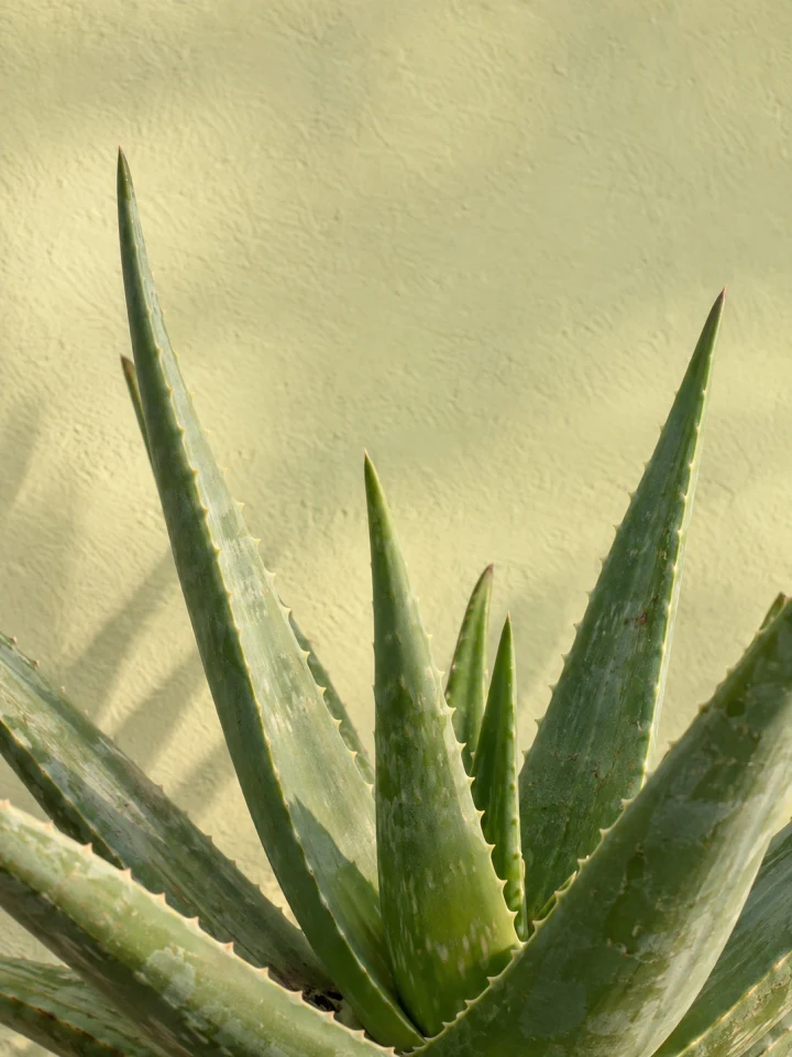 Aloe vera rosette with thick blue-green leaves and fine pale marginal teeth in warm desert light