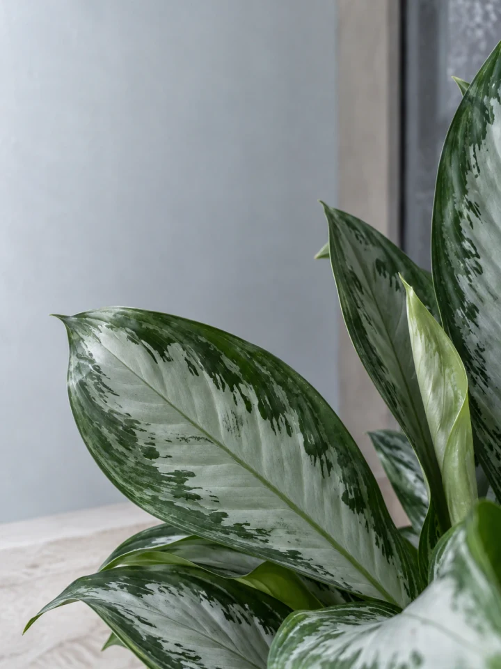 Close view of silver-centered Chinese Evergreen leaves with dark green margins in cool north light