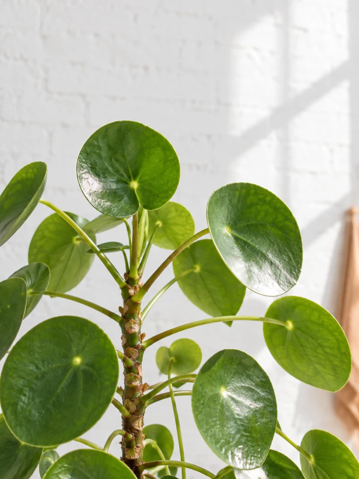 Chinese Money Plant with round green leaves floating on long slender petioles in crisp spring light