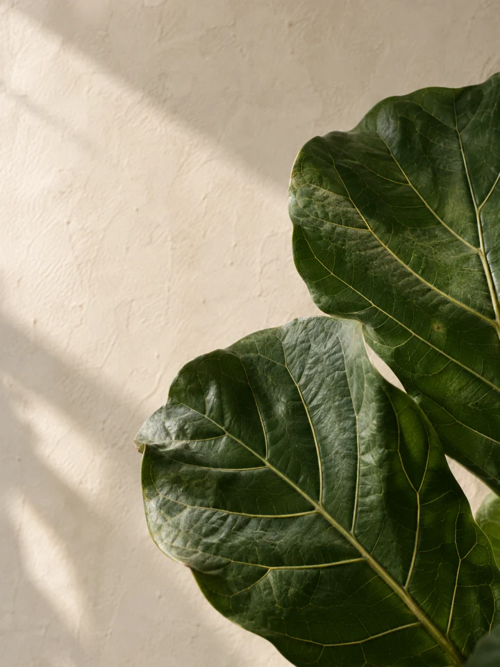 Close view of two mature Fiddle-Leaf Fig leaves against warm limestone plaster