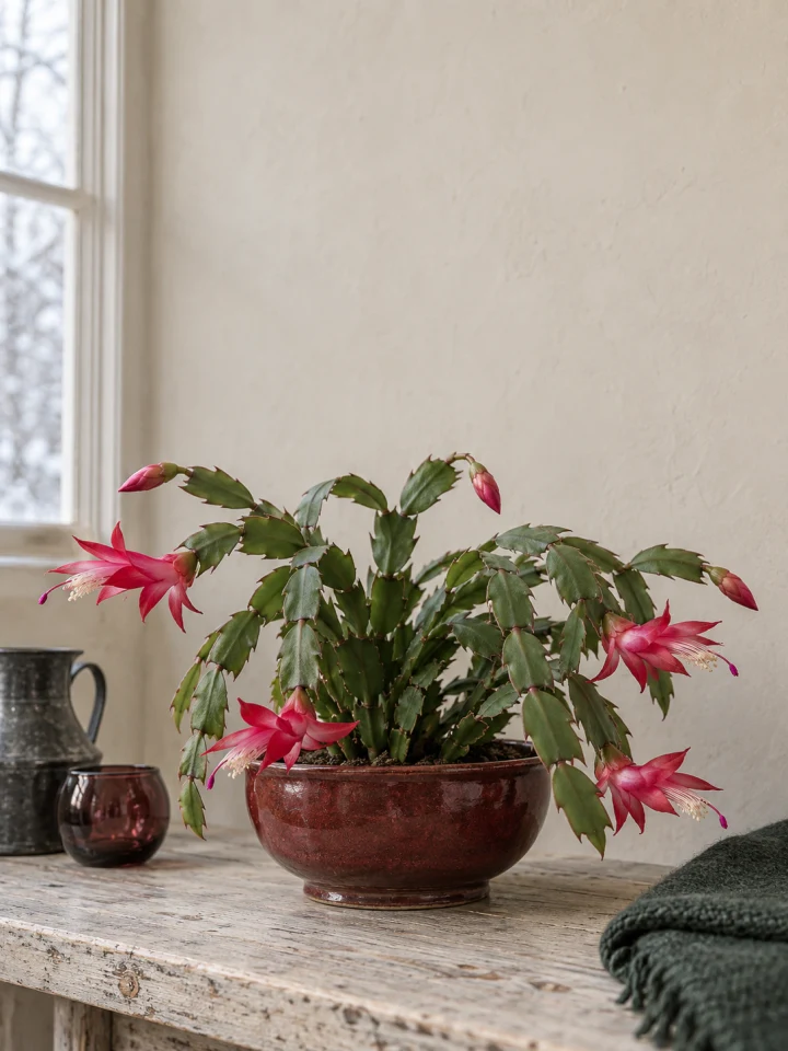 Close view of a cascading Holiday Cactus with pointed green stem segments and naturally varied crimson-pink flowers
