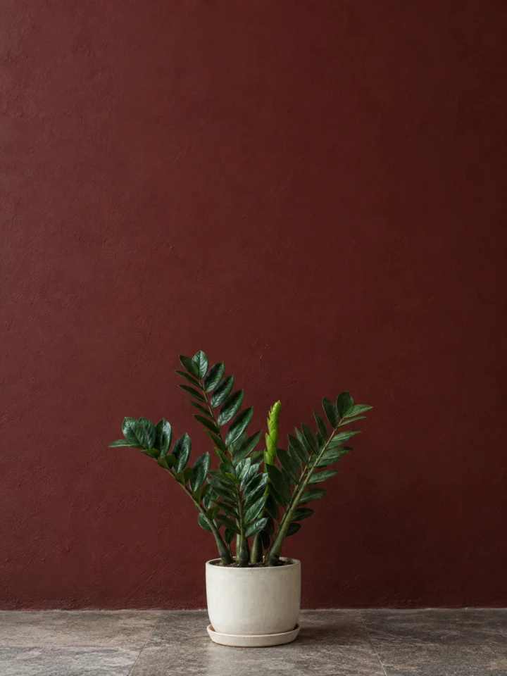 Upright ZZ plant leaves with glossy alternating leaflets against a warm mineral wall